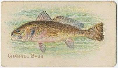 61 Channel Bass